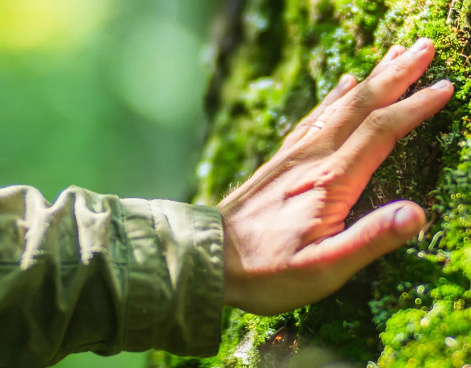 Hands holding green moss